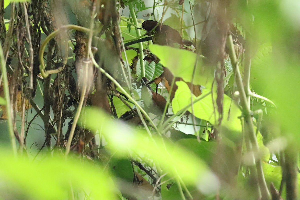 Black-bellied Wren - ML620805695