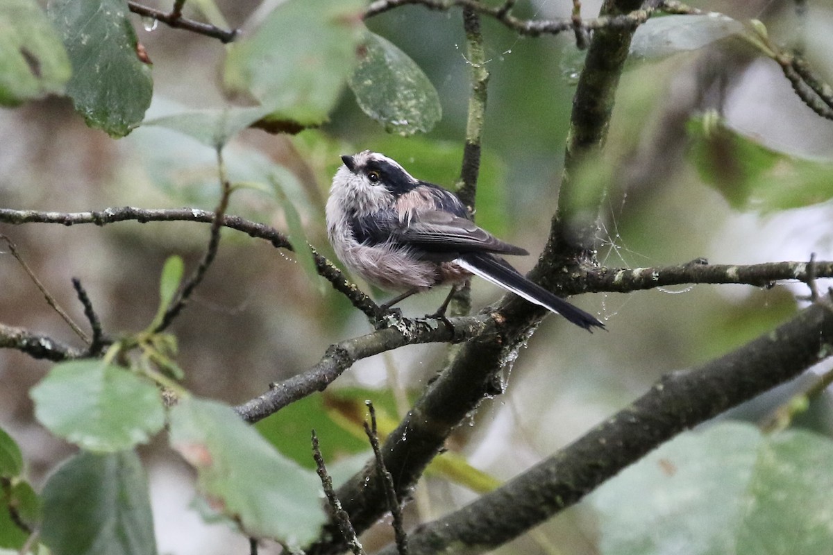 Long-tailed Tit - ML620805696