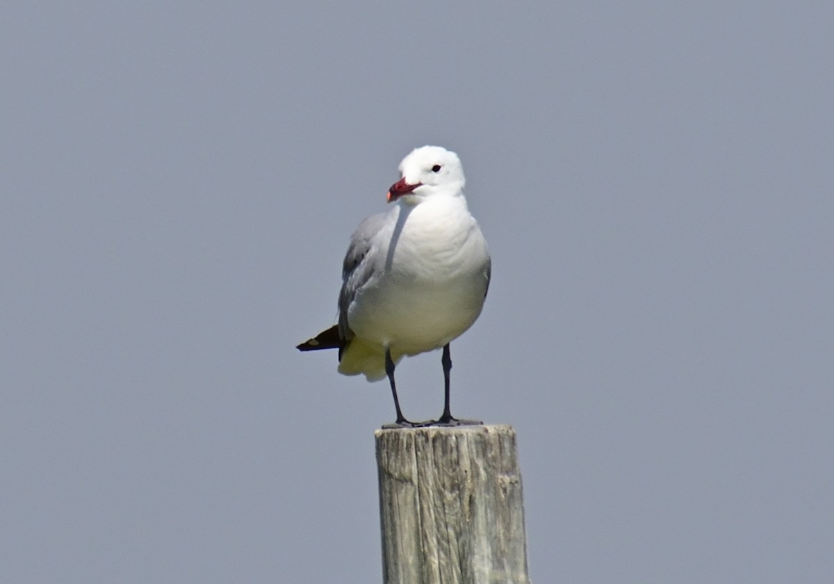 Audouin's Gull - ML620805699