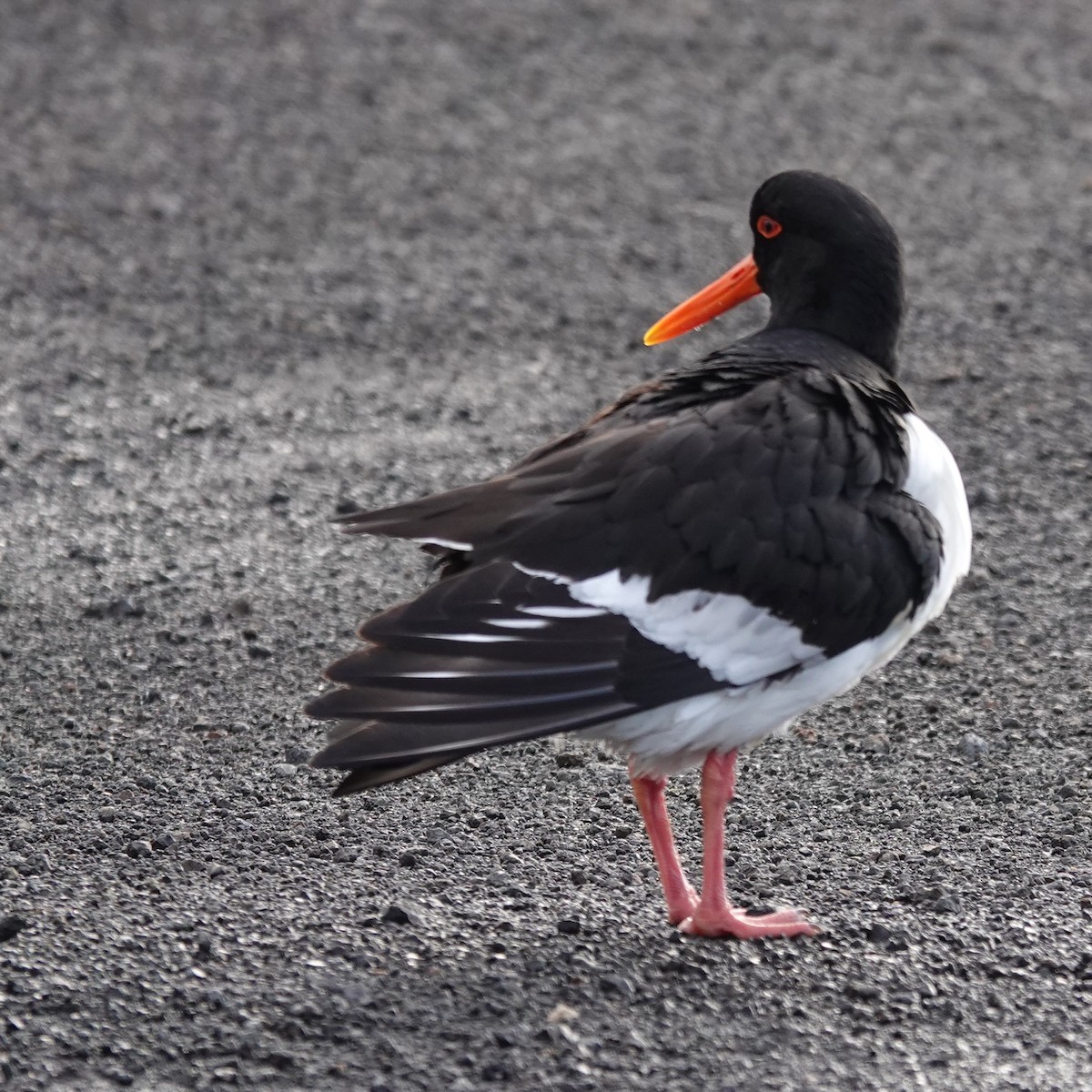 Eurasian Oystercatcher - Diane Stinson