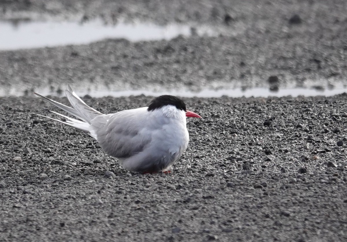 Arctic Tern - ML620805703