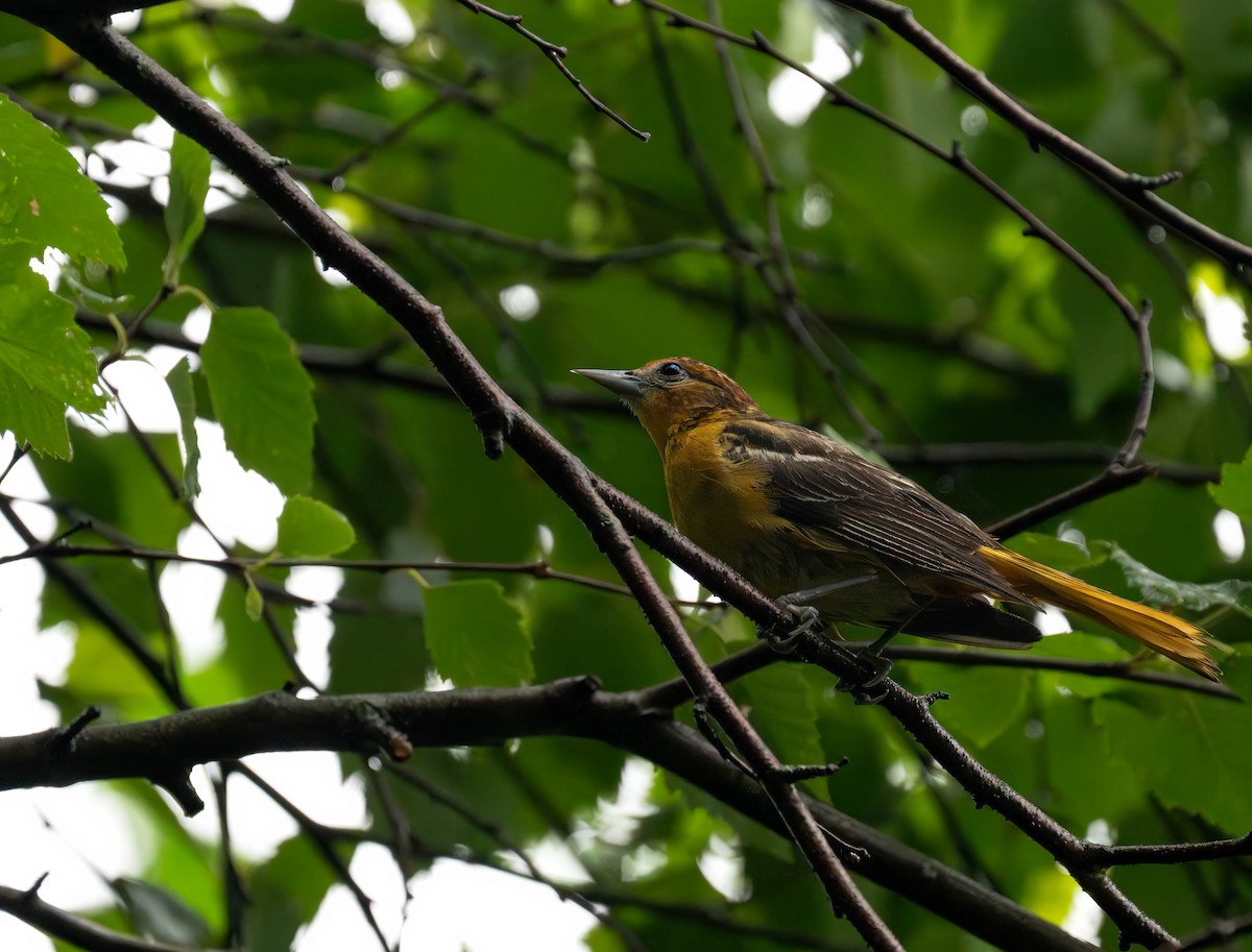 Oriole de Baltimore - ML620805705