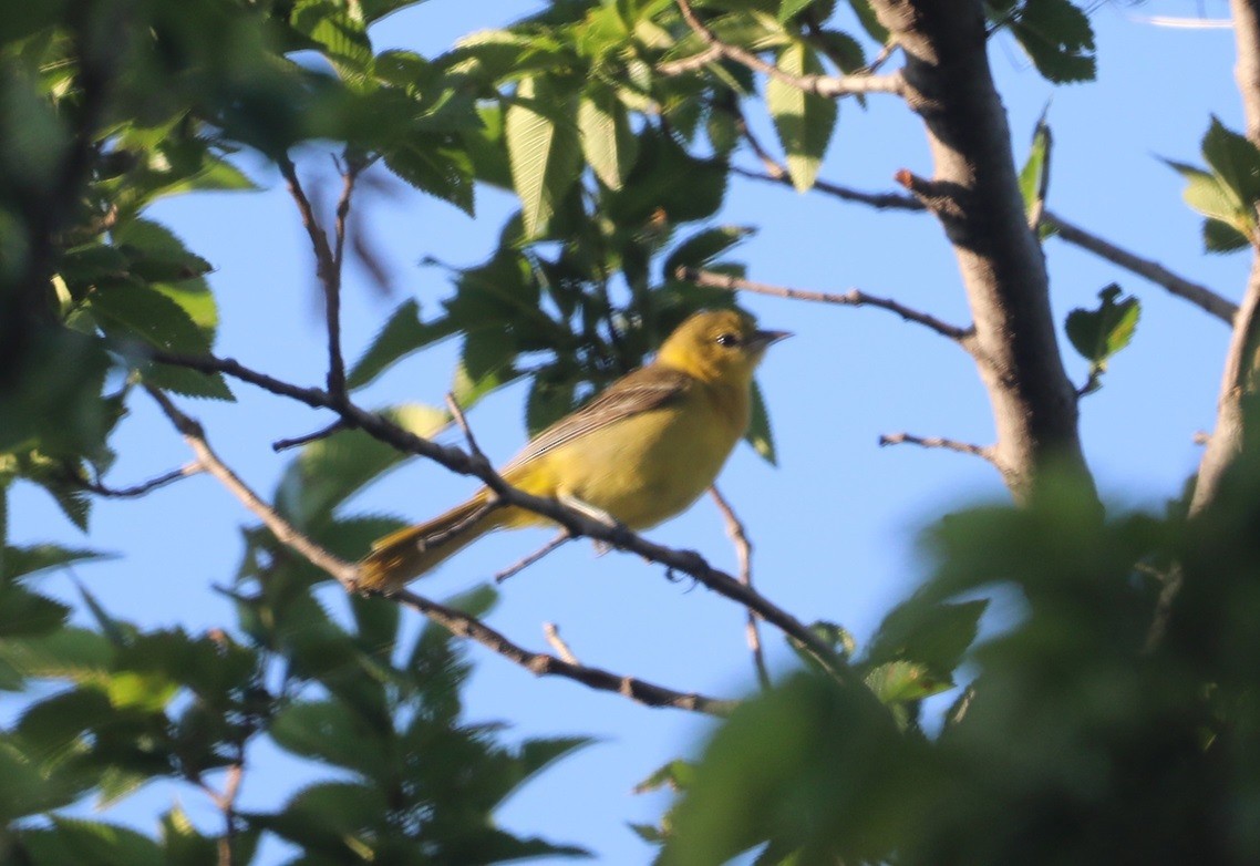 Orchard Oriole - ML620805706