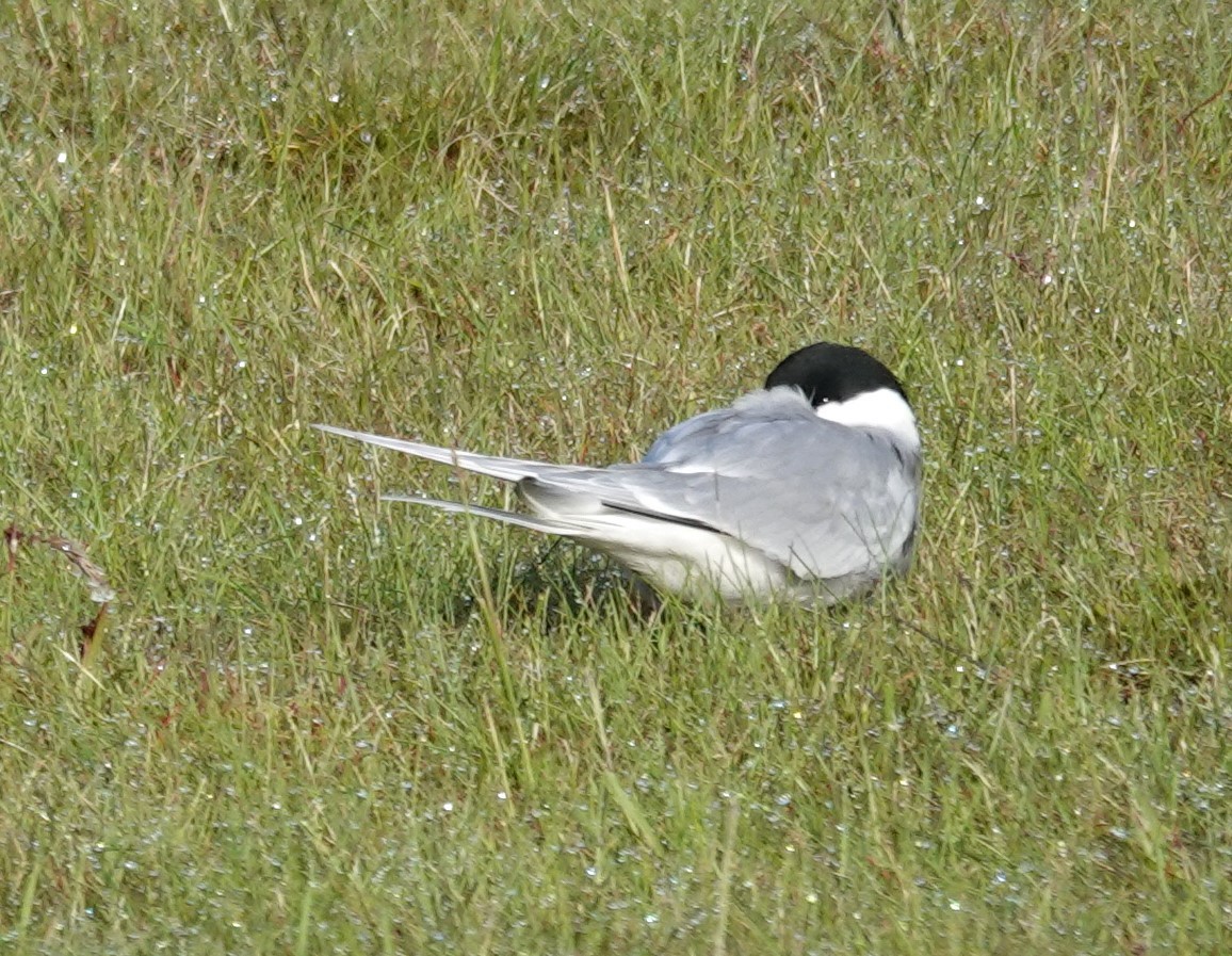 Arctic Tern - ML620805707