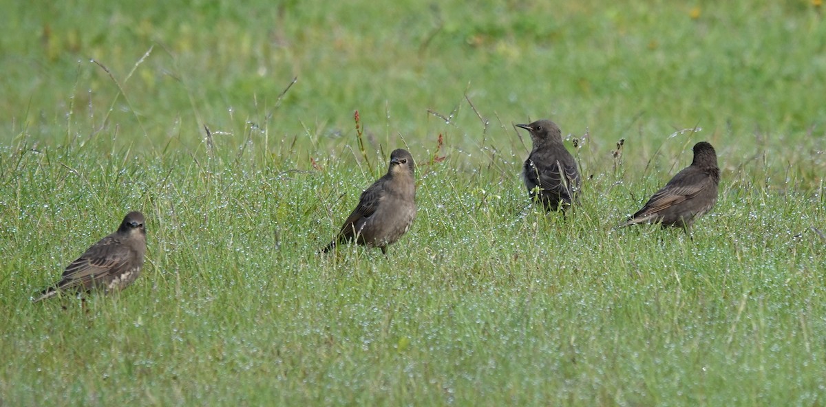 European Starling - ML620805708