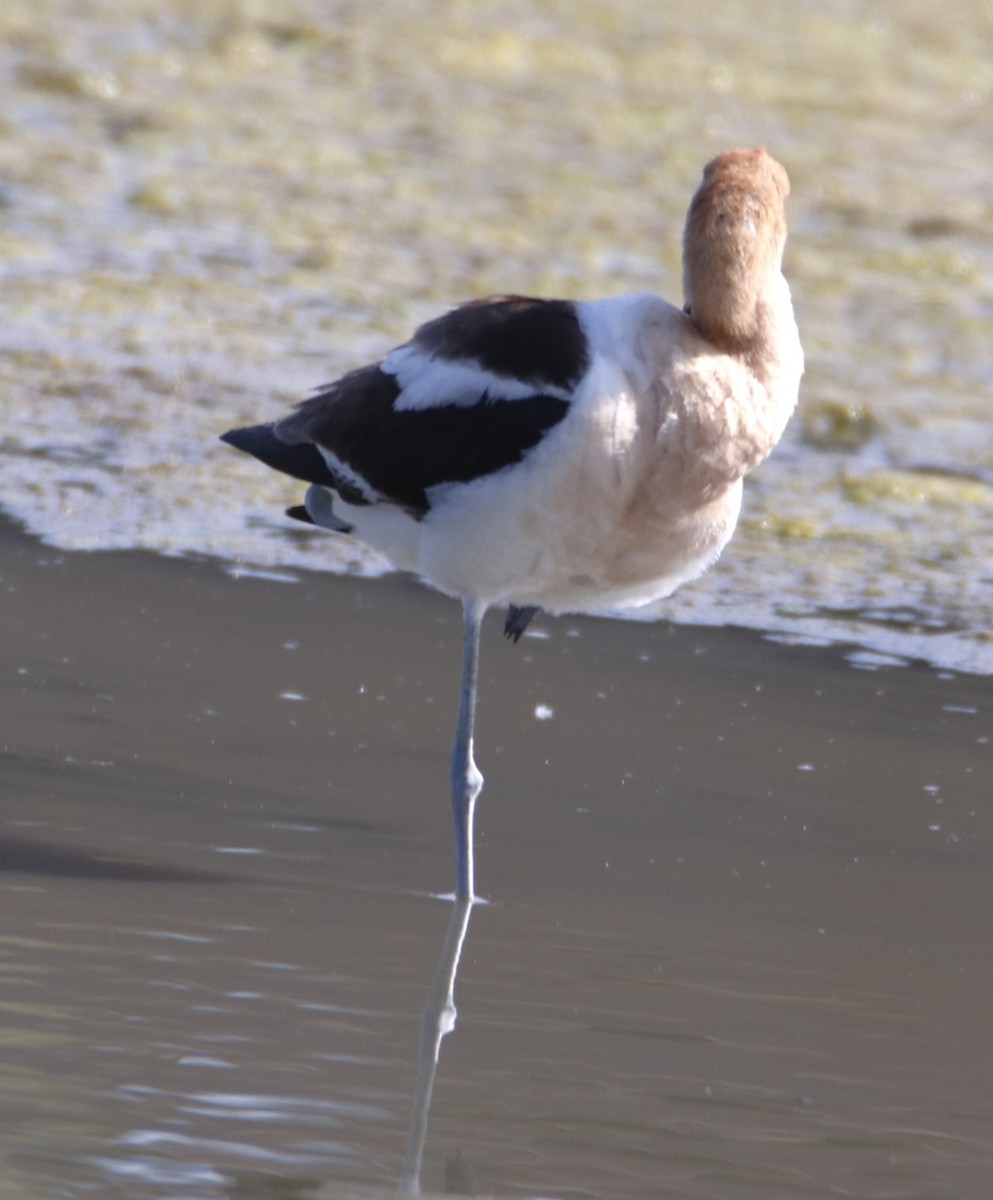 Avoceta Americana - ML620805710