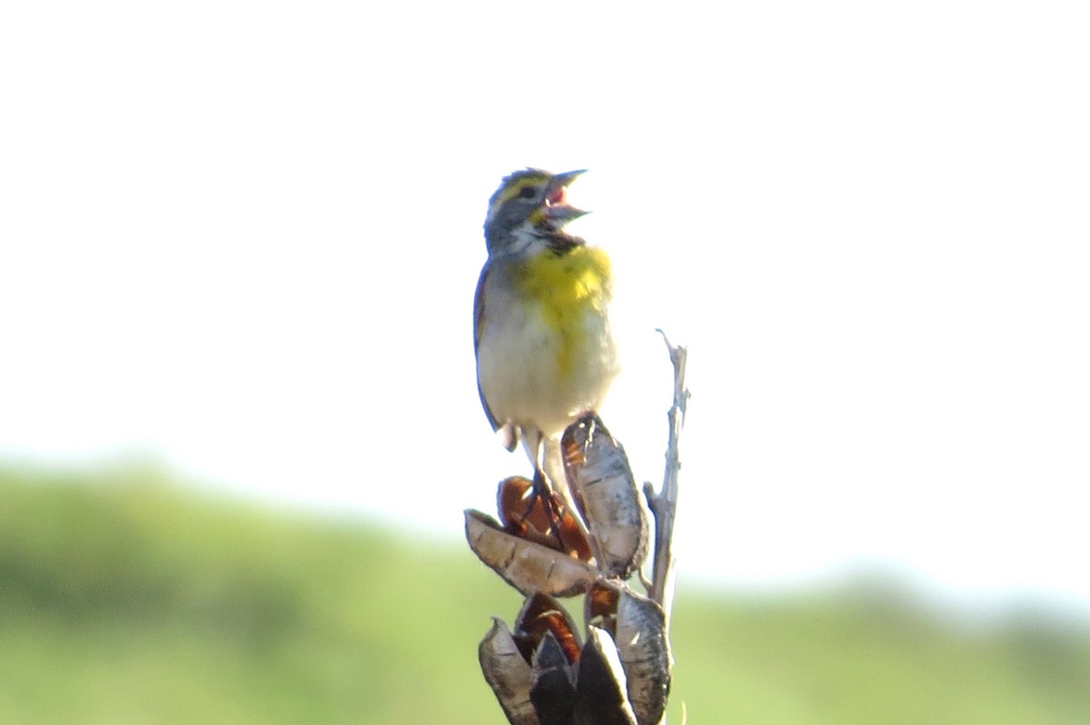 Dickcissel d'Amérique - ML620805716