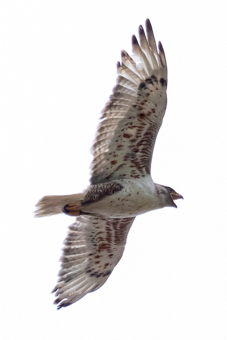 Ferruginous Hawk - ML620805720