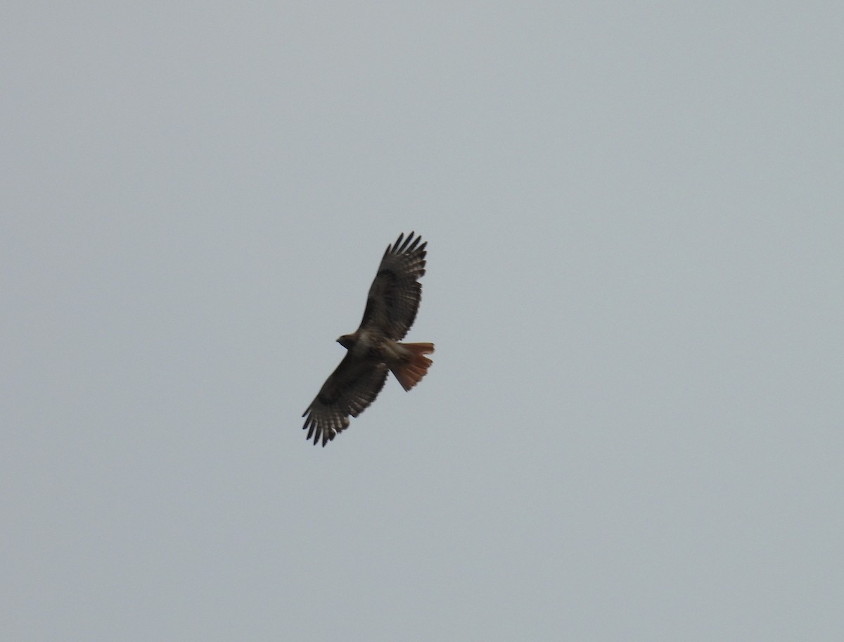 Red-tailed Hawk - ML620805722