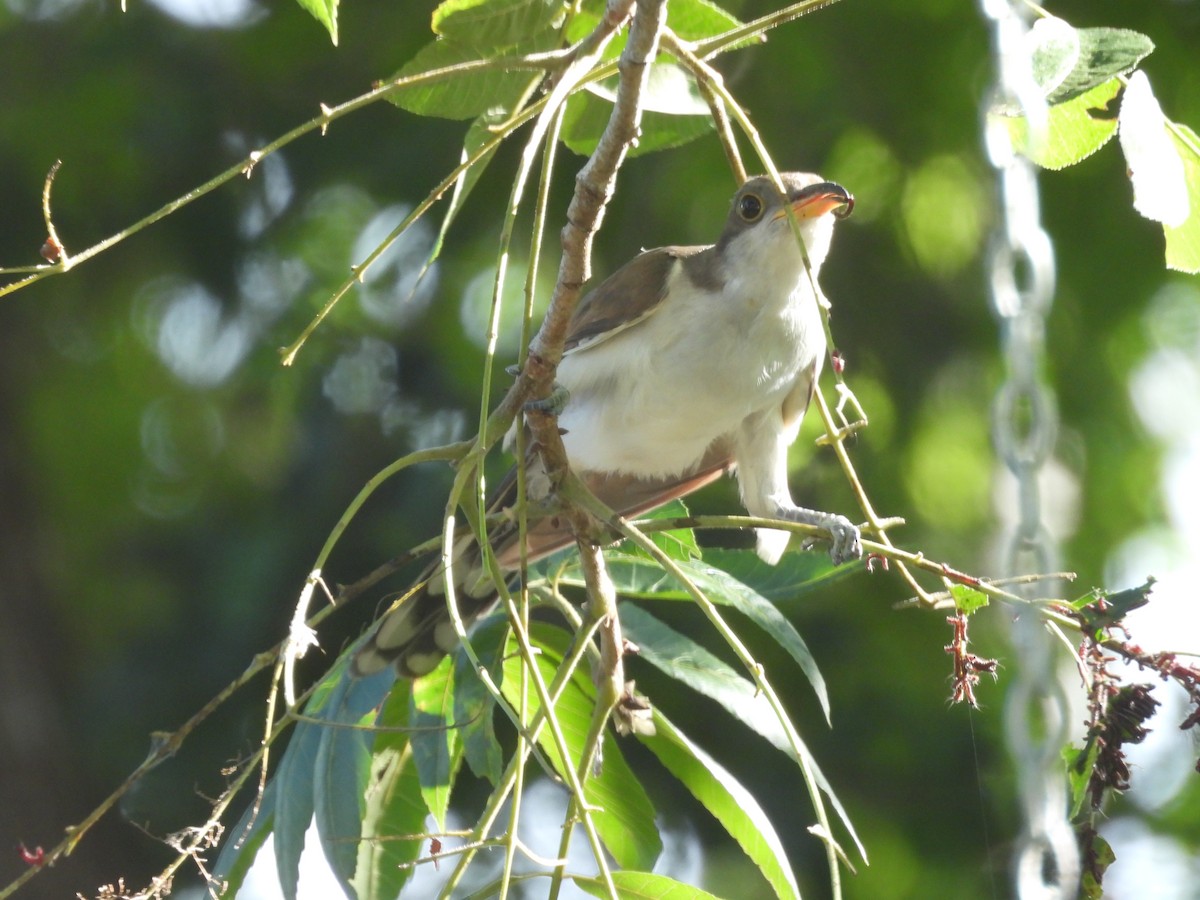 Yellow-billed Cuckoo - ML620805742