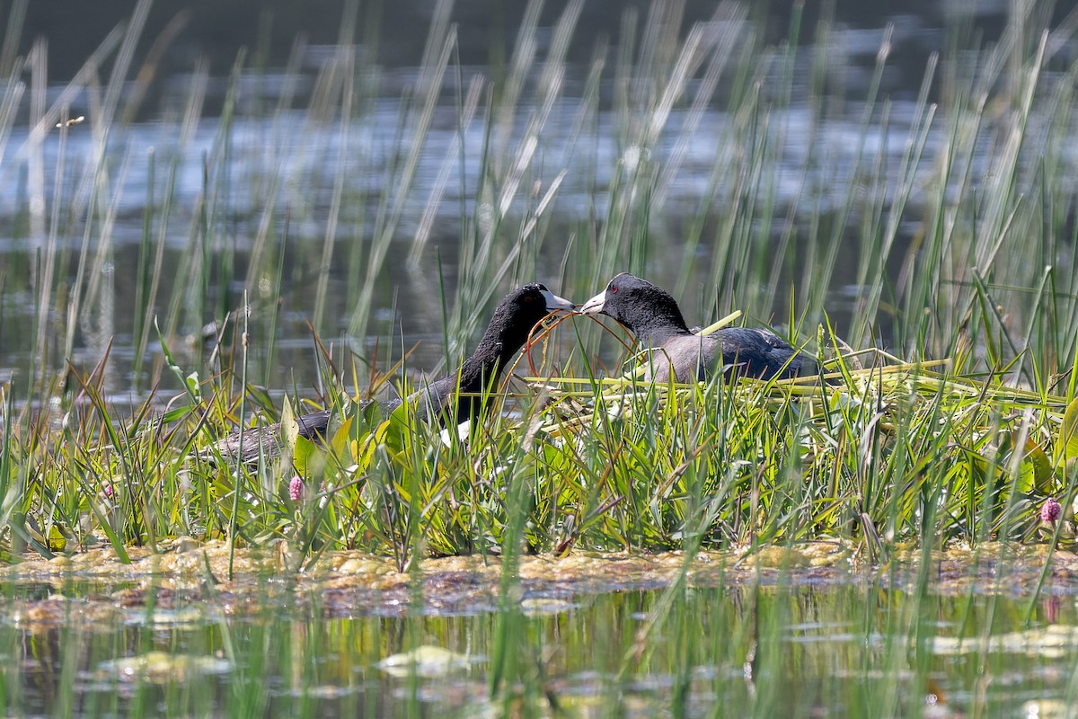 American Coot - ML620805746