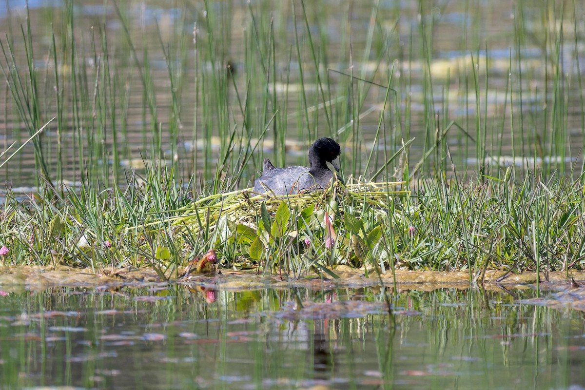 American Coot - Beverly Reynolds