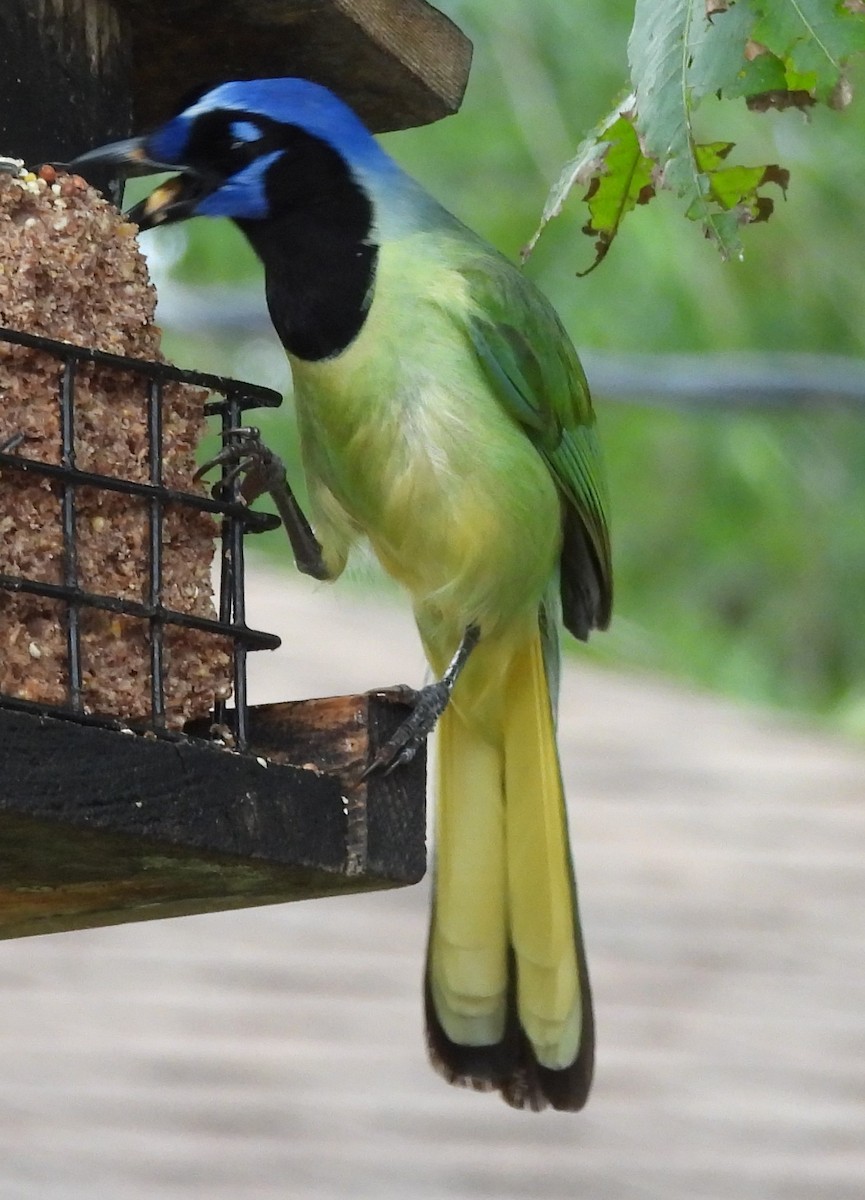 Green Jay - ML620805759