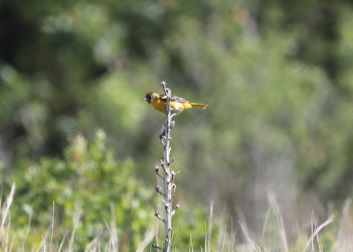 Baltimore Oriole - ML620805760