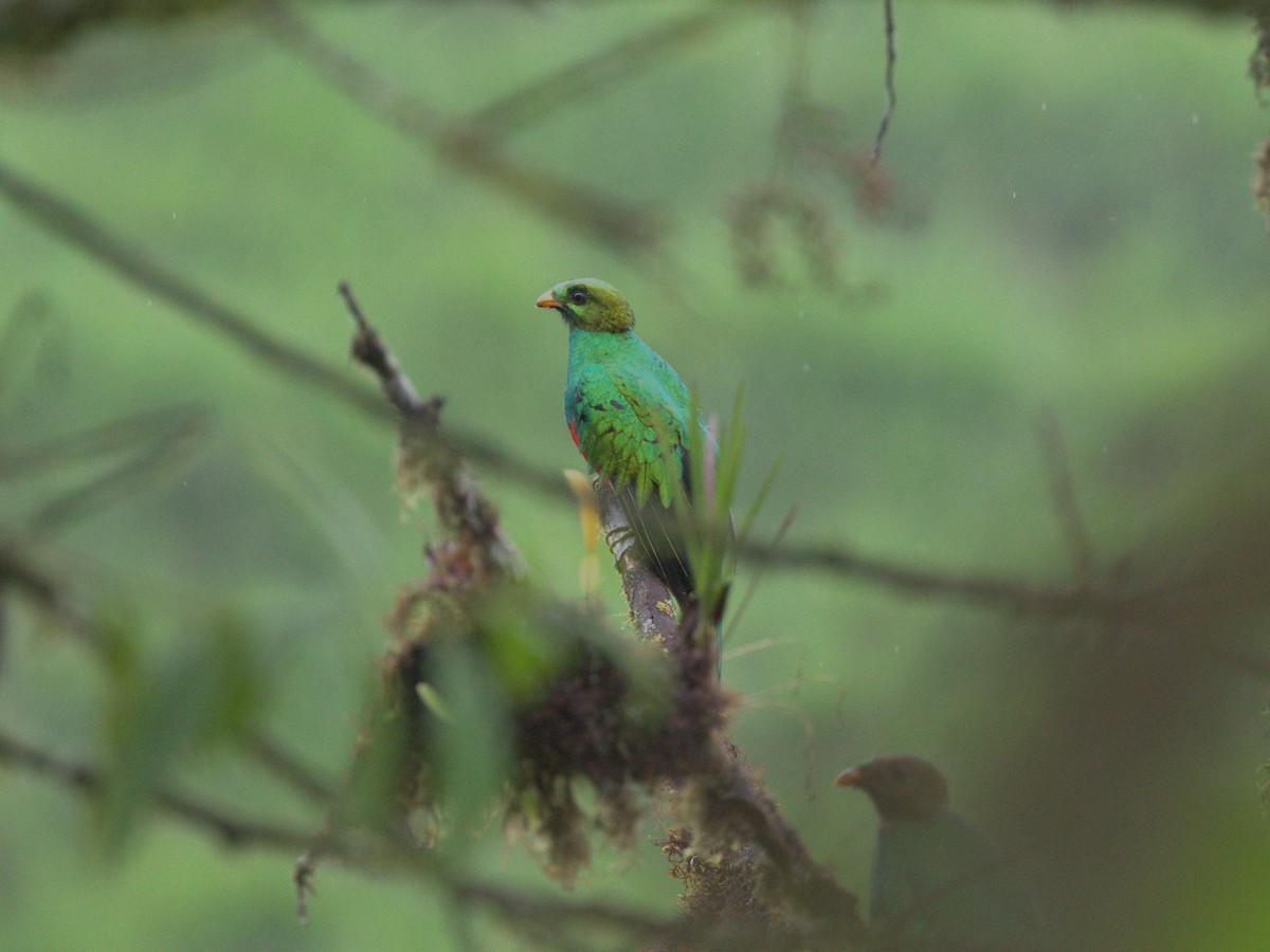 Golden-headed Quetzal - ML620805761