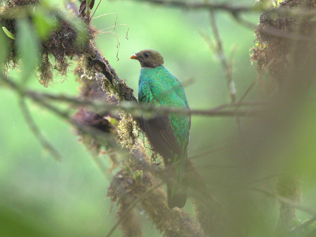 Golden-headed Quetzal - ML620805762