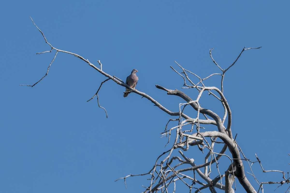 Band-tailed Pigeon - ML620805766