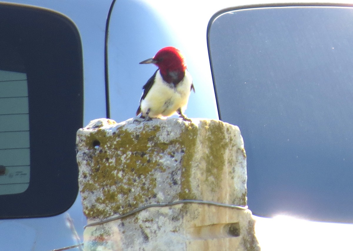 Red-headed Woodpecker - ML620805770