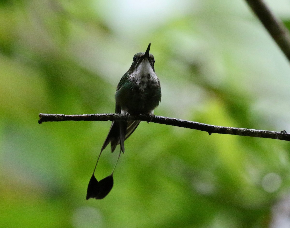 White-booted Racket-tail - ML620805771