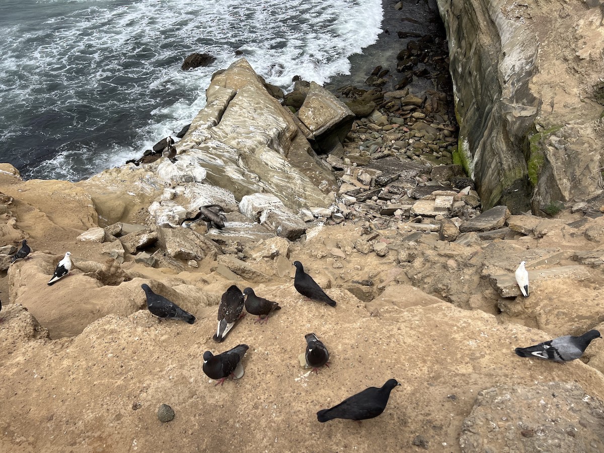 Rock Pigeon (Feral Pigeon) - ML620805779