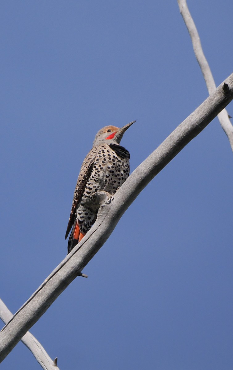 Northern Flicker - ML620805810