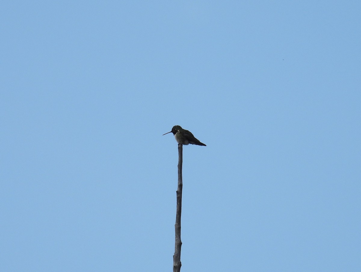 Broad-tailed Hummingbird - ML620805818