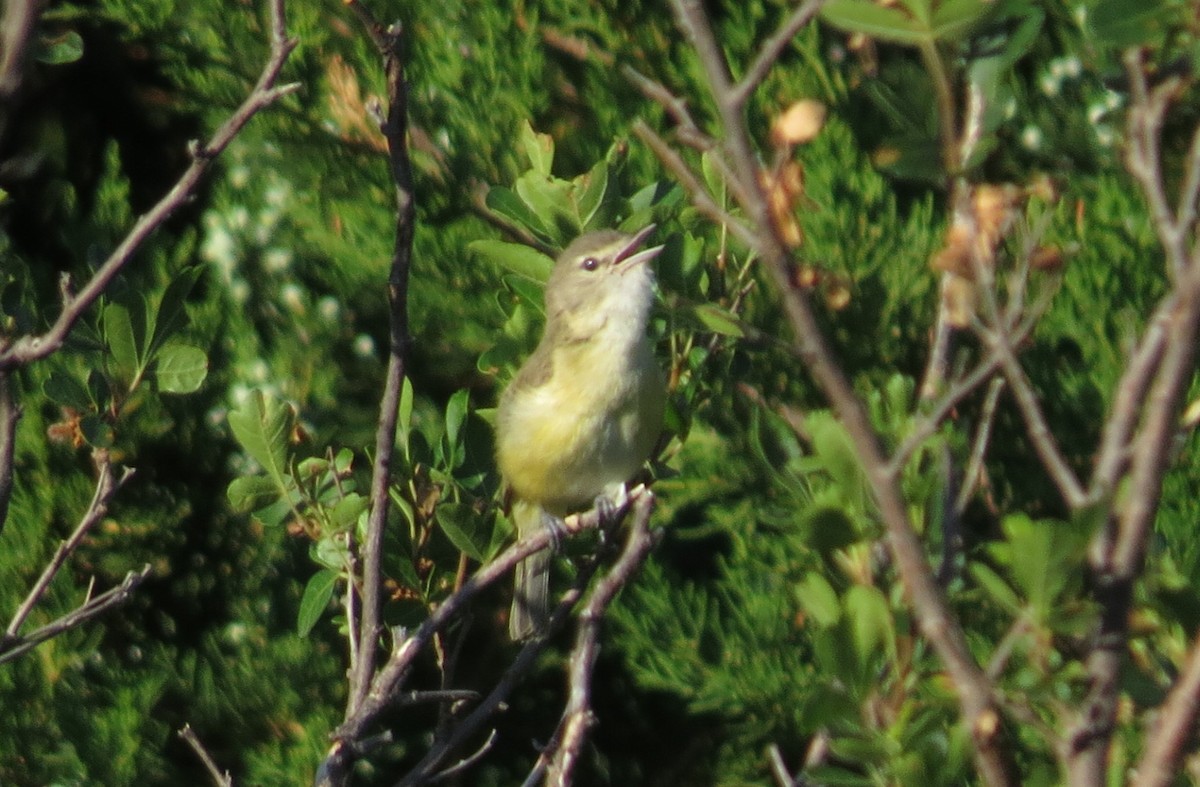 Braunaugenvireo (bellii/medius) - ML620805820