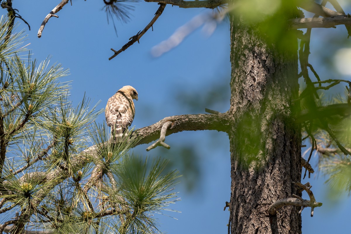 Red-shouldered Hawk - ML620805823