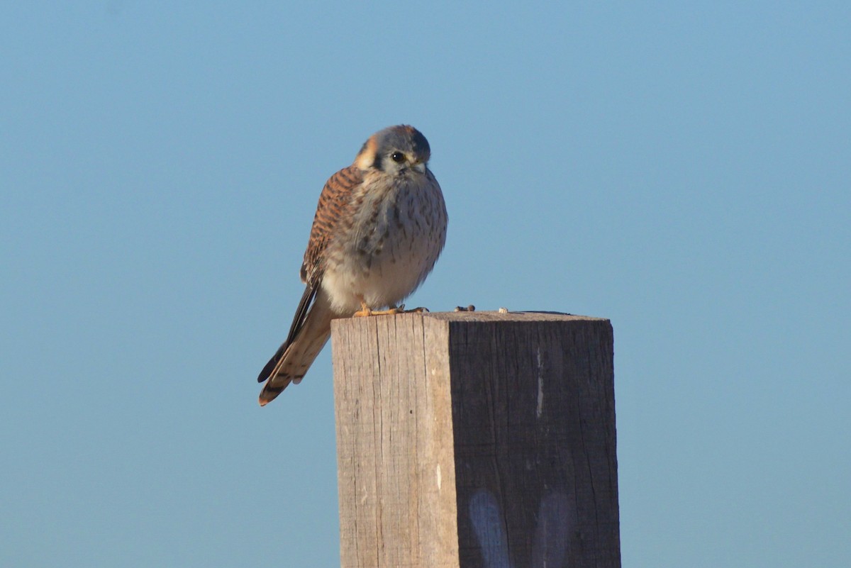 American Kestrel - ML620805824