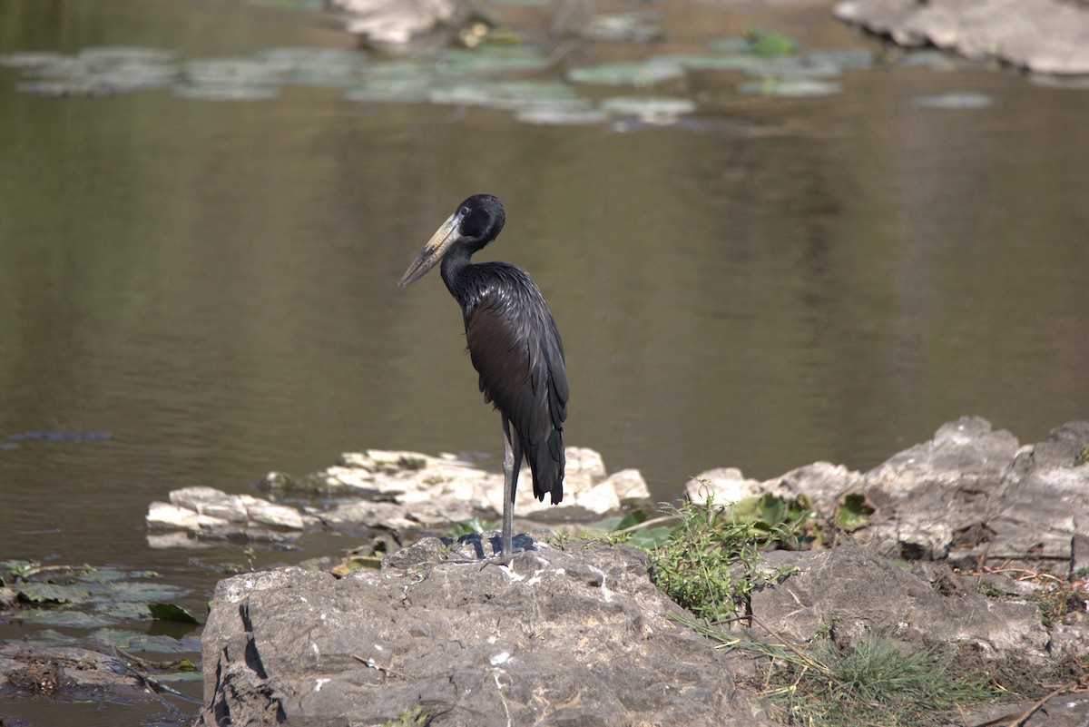 African Openbill - ML620805826