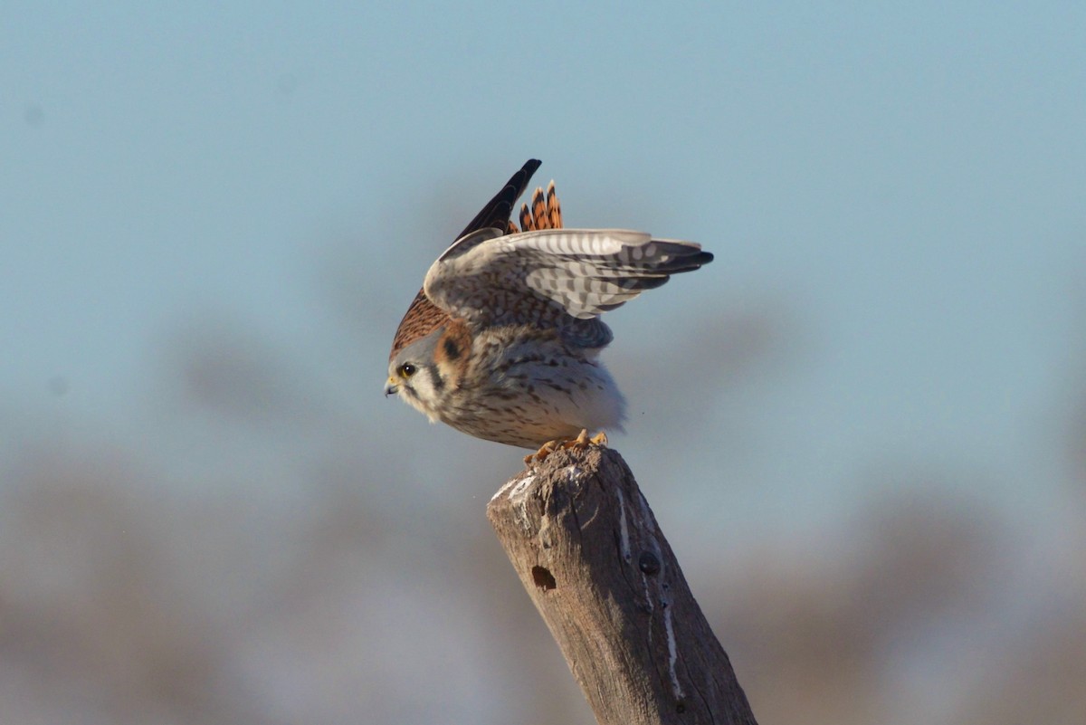 American Kestrel - ML620805830