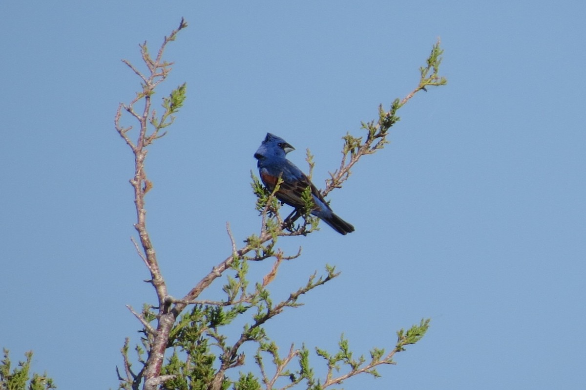 Blue Grosbeak - ML620805835