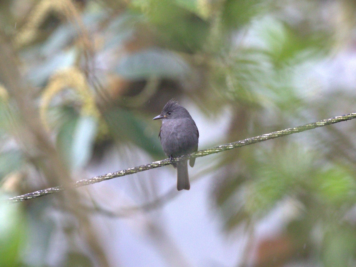 Smoke-colored Pewee - ML620805836