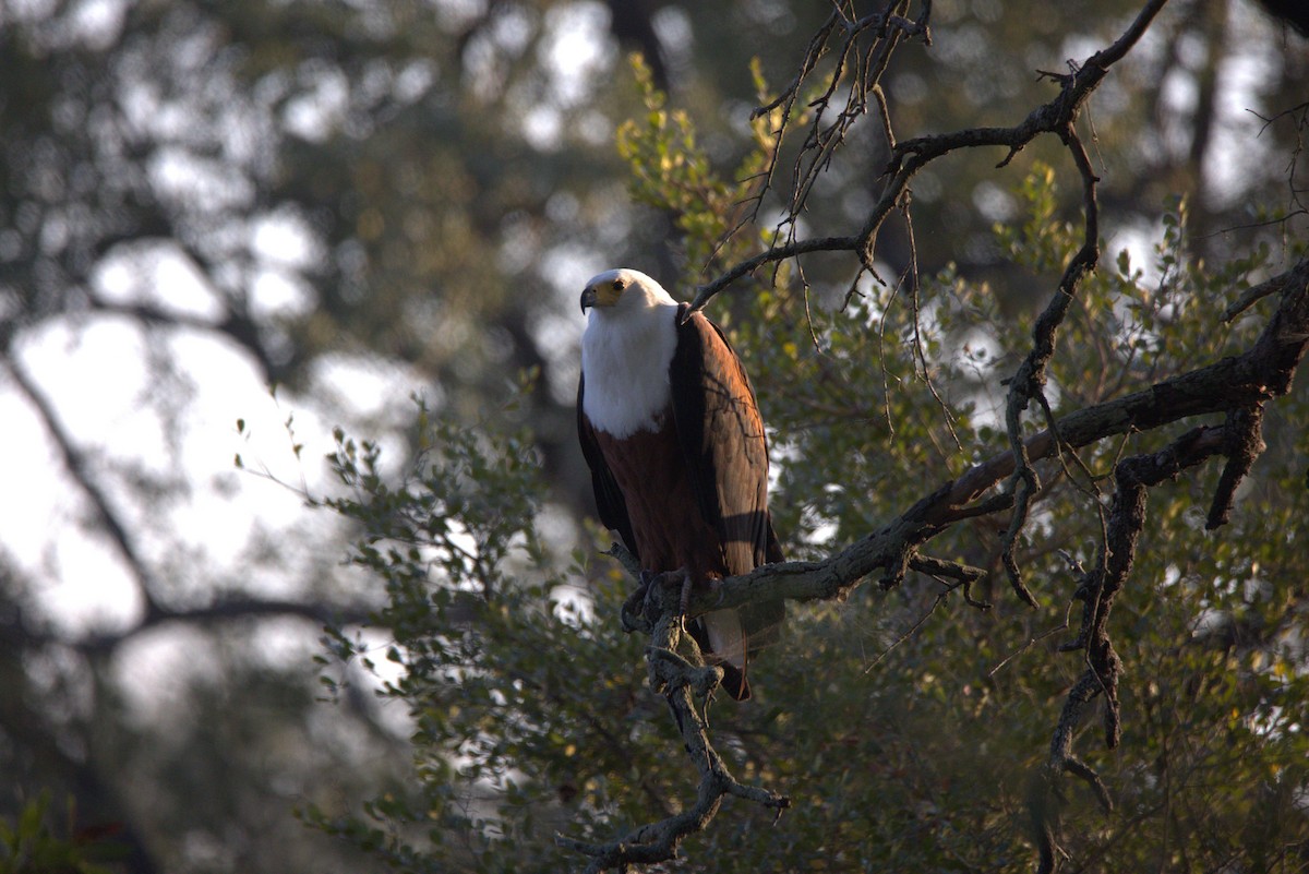 African Fish-Eagle - ML620805838