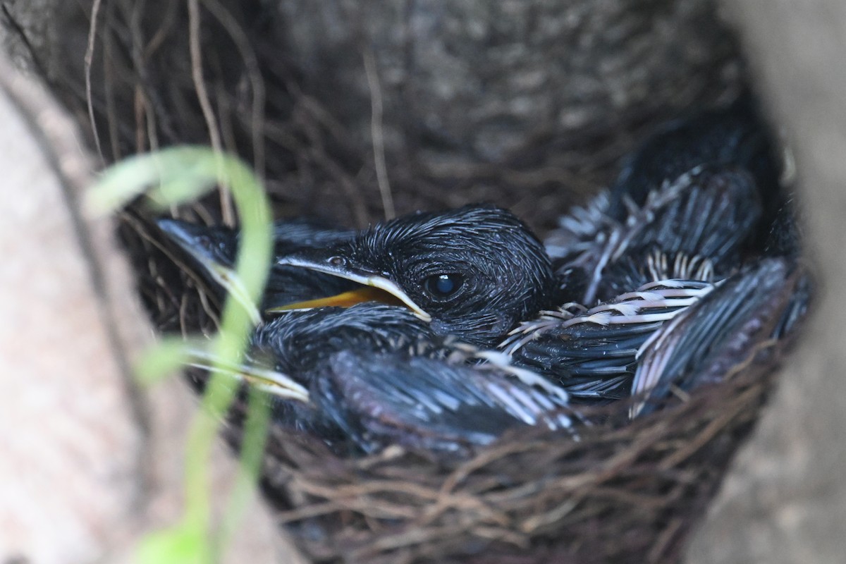 Oriental Magpie-Robin (Oriental) - ML620805844