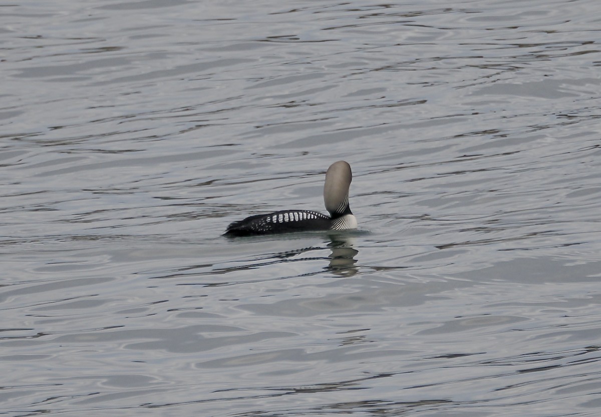 Pacific Loon - ML620805845