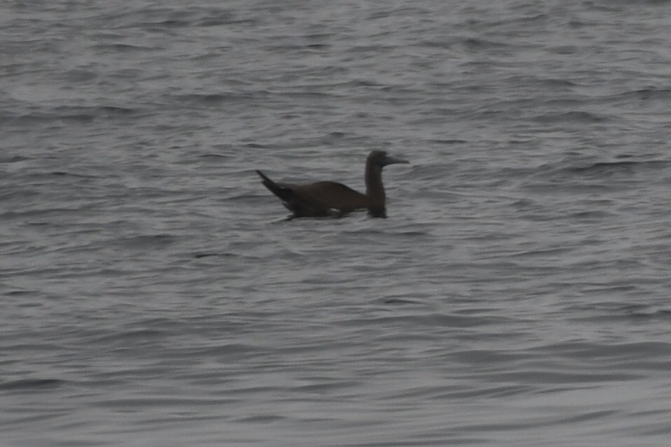 Brown Booby - ML620805848