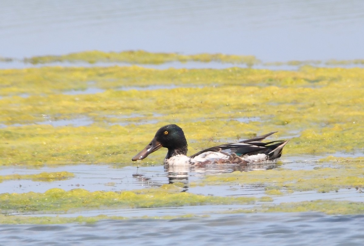 Northern Shoveler - ML620805850