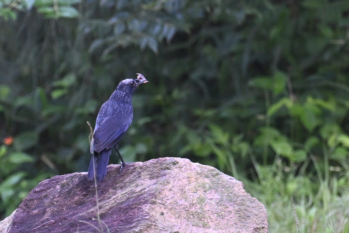 Blue Whistling-Thrush (Black-billed) - ML620805858