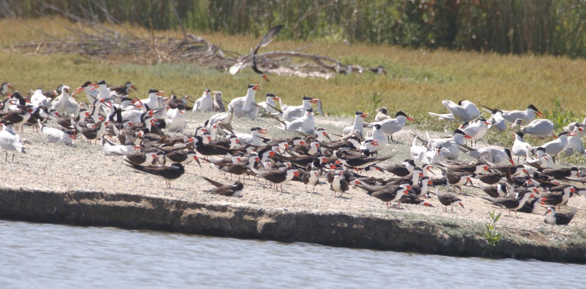 Black Skimmer - Barry Spolter