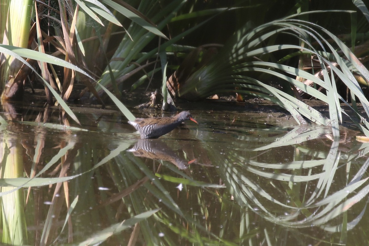 Water Rail - ML620805875