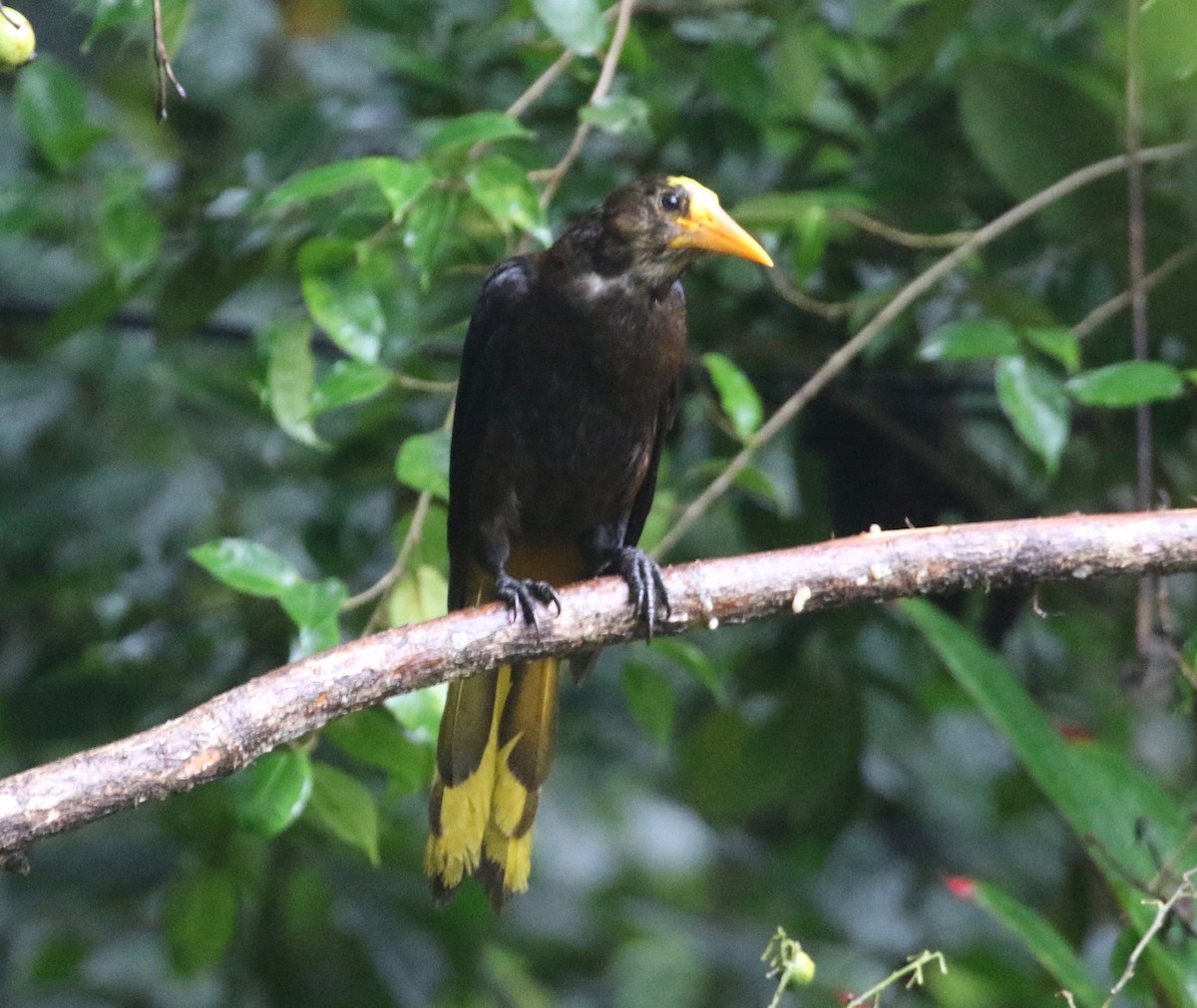 Russet-backed Oropendola (Russet-backed) - ML620805883