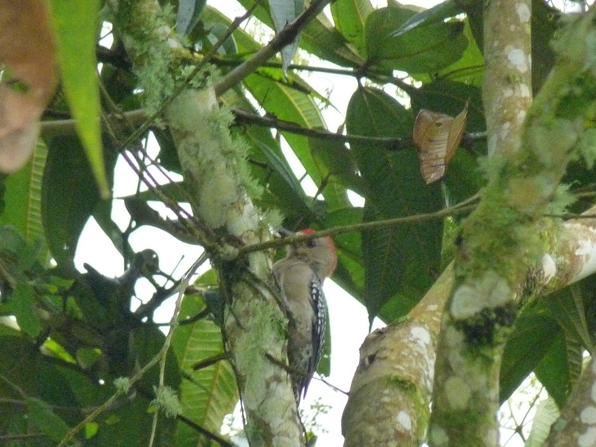 Red-crowned Woodpecker - ML620805889