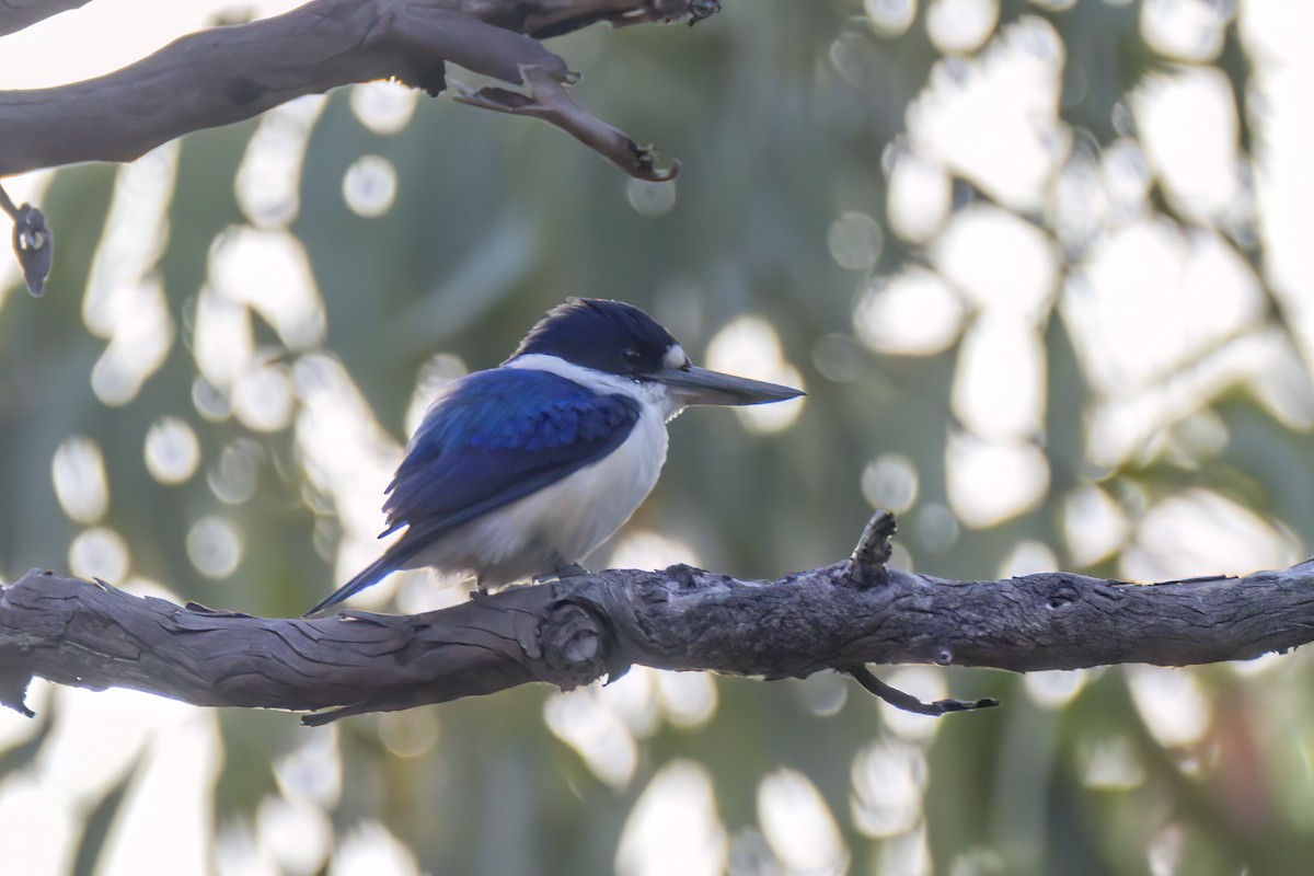 Forest Kingfisher - ML620805890