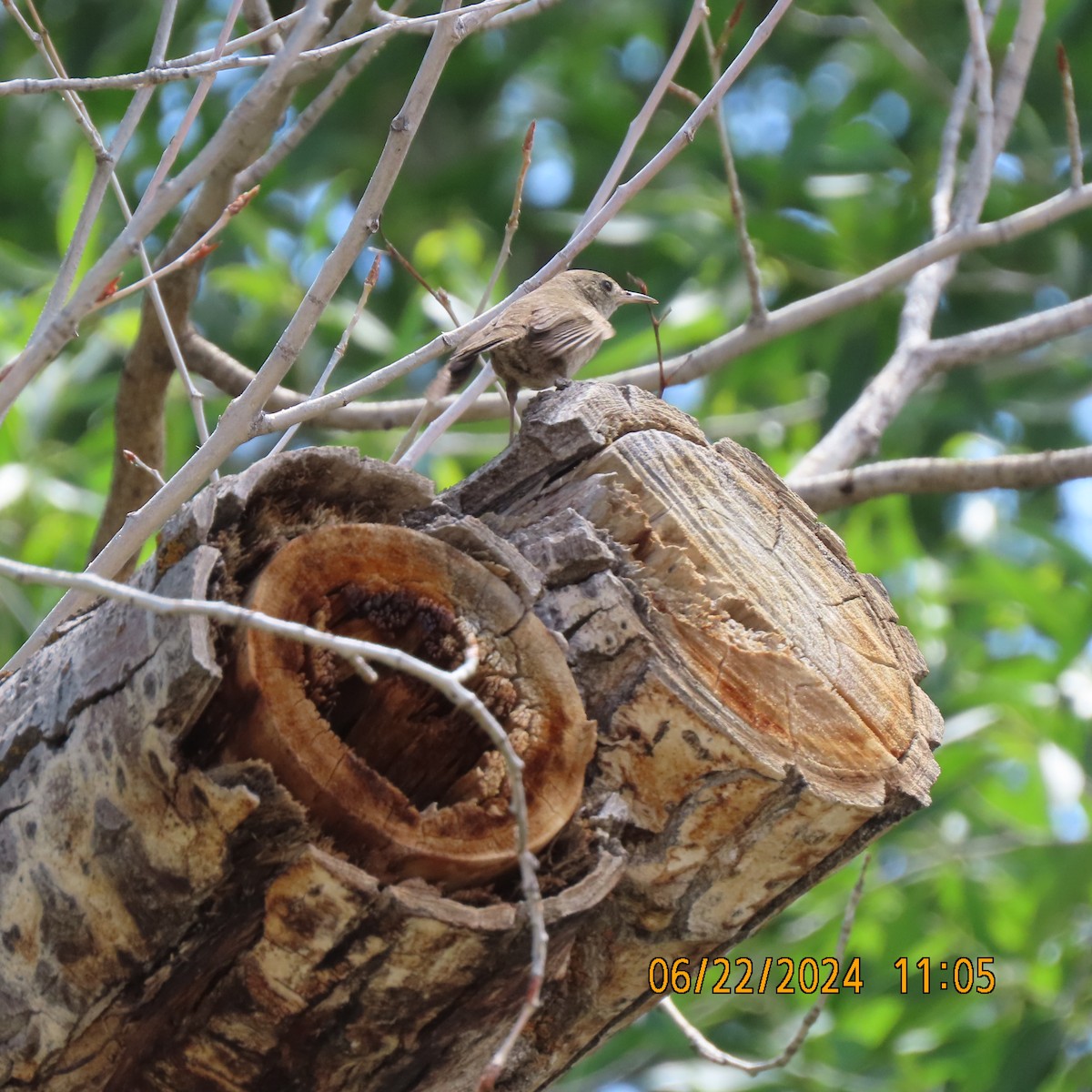 House Wren - ML620805911