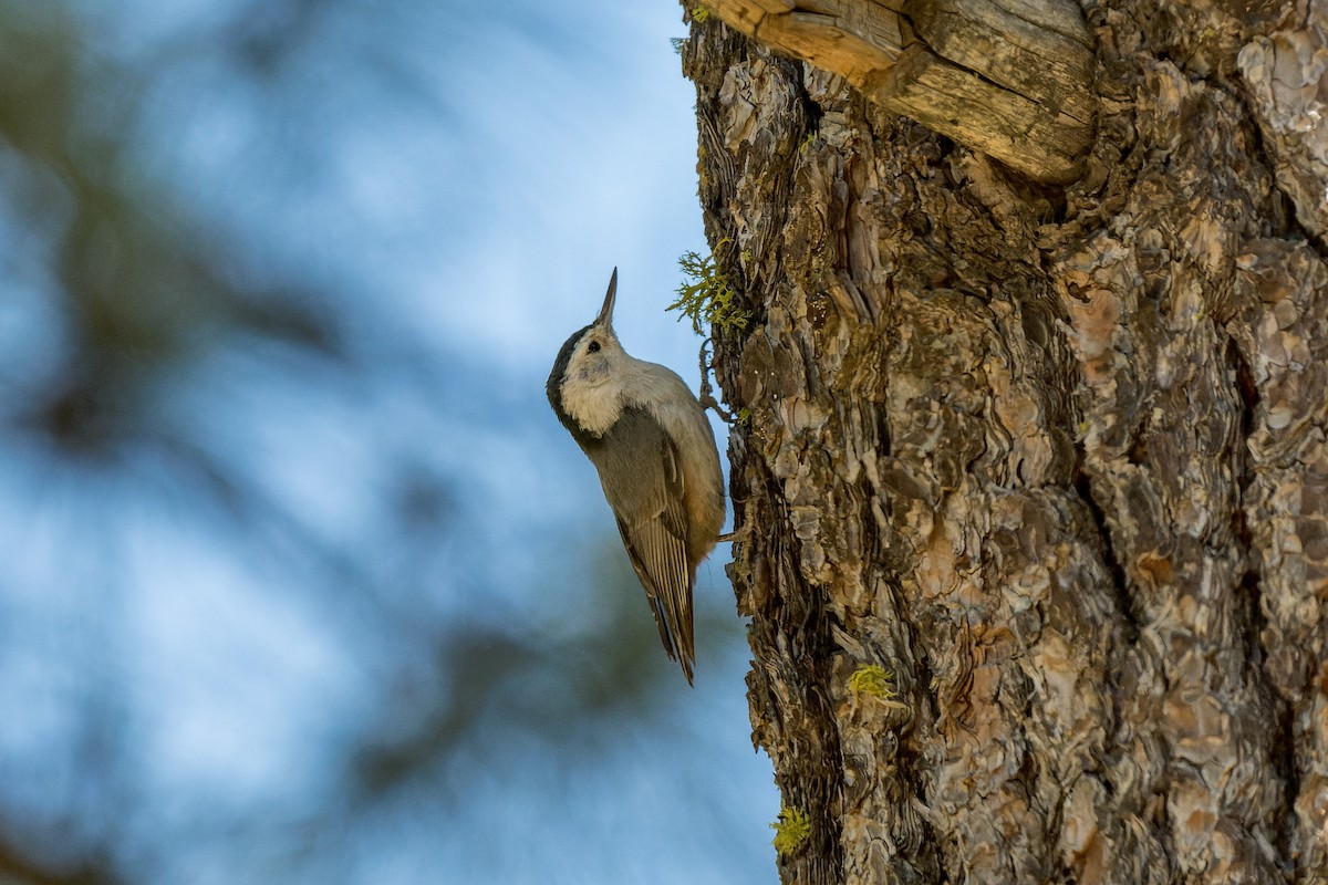 White-breasted Nuthatch - ML620805913