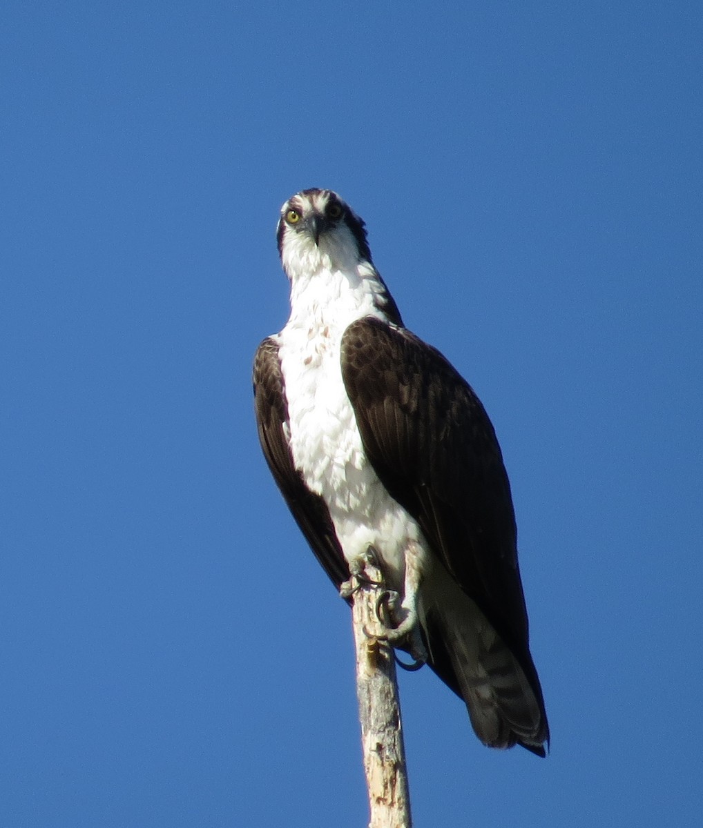 Osprey - ML620805915