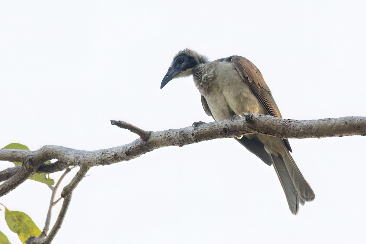 Helmeted Friarbird - ML620805918