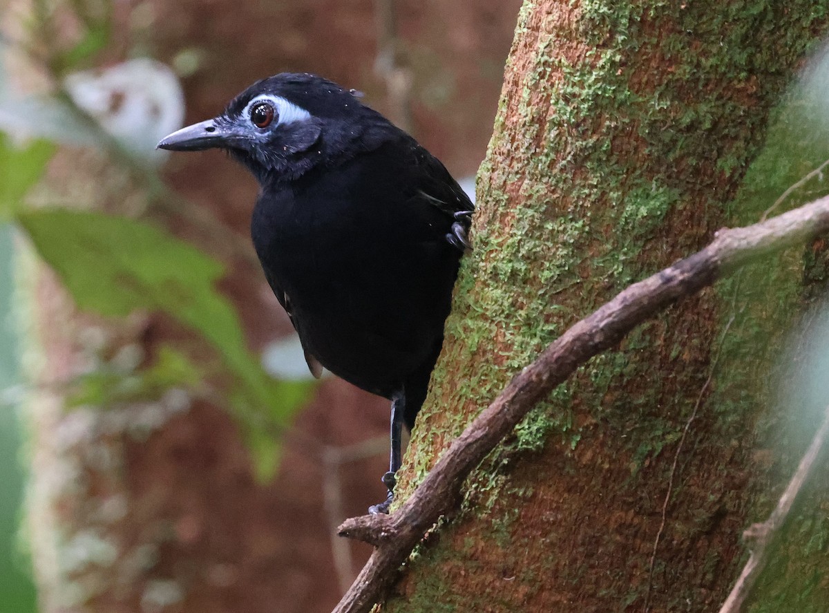 Sooty Antbird - ML620805919