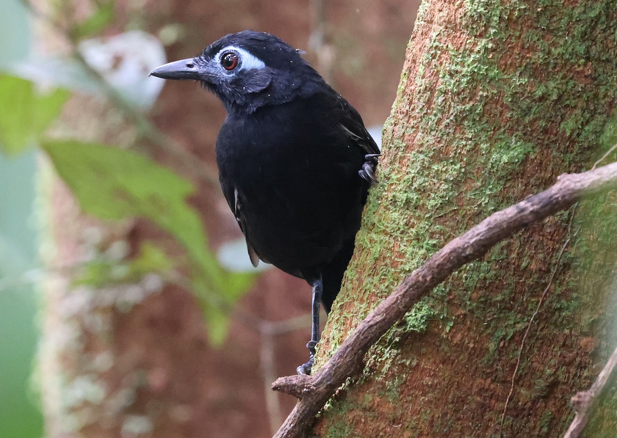 Sooty Antbird - ML620805920